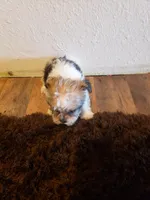 Boy parti 1, a male Shorkie for sale in Omaha, TX – Photo 3 of 6