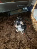 Little bitty boy, a male Yorkshire Terrier for sale in Omaha, TX – 6 of 9