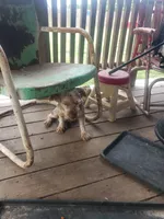 Aladdin , a male Yorkshire Terrier for sale in Omaha, TX – 2 of 4