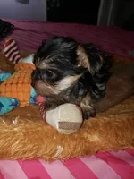 Boy 1, a male Yorkshire Terrier for sale in Omaha, TX – 2 of 8