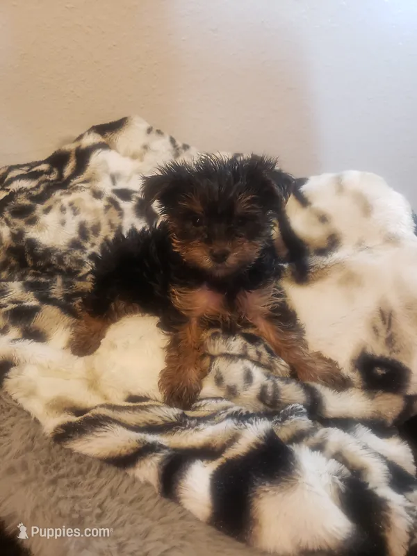 Puppy boy, a male Yorkshire Terrier for sale in Omaha, TX – 1 of 9