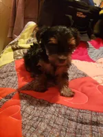 Puppy boy, a male Yorkshire Terrier for sale in Omaha, TX – 7 of 9
