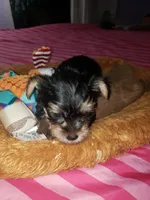 Boy 1, a male Yorkshire Terrier for sale in Omaha, TX – 4 of 8