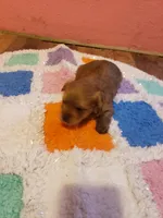 Pup boy 2, a male Yorkshire Terrier for sale in Omaha, TX – Photo 2 of 10