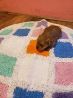 Pup boy 2, a male Yorkshire Terrier for sale in Omaha, TX – Photo 8 of 10