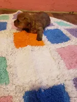 Pup boy 2, a male Yorkshire Terrier for sale in Omaha, TX – Photo 5 of 10