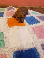 Pup boy 2, a male Yorkshire Terrier for sale in Omaha, TX – Photo 3 of 10