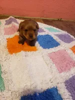 Pup boy 2, a male Yorkshire Terrier for sale in Omaha, TX – Photo 7 of 10