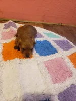 Pup boy 2, a male Yorkshire Terrier for sale in Omaha, TX – Photo 9 of 10