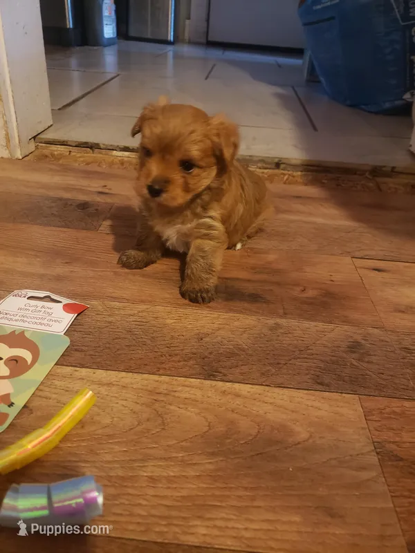 Pup boy 2 – Yorkshire Terrier puppy for sale in Omaha, TX