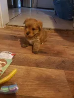 Pup boy 2, a male Yorkshire Terrier for sale in Omaha, TX – 1 of 7