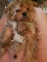 Pup boy 2, a male Yorkshire Terrier for sale in Omaha, TX – 2 of 7