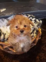 Pup boy 2, a male Yorkshire Terrier for sale in Omaha, TX – 4 of 7