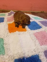 Pup boy 2, a male Yorkshire Terrier for sale in Omaha, TX – Photo 6 of 10