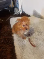 Pup boy 2, a male Yorkshire Terrier for sale in Omaha, TX – 3 of 7