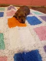 Pup boy 2, a male Yorkshire Terrier for sale in Omaha, TX – Photo 4 of 10