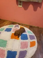 Pup boy 2, a male Yorkshire Terrier for sale in Omaha, TX – Photo 10 of 10