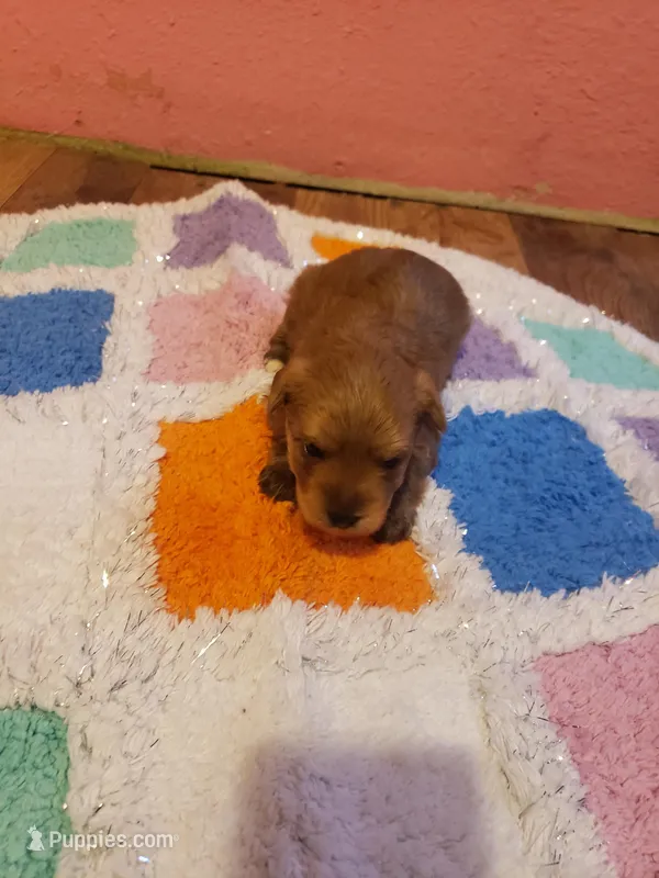 Pup boy 2 – Yorkshire Terrier puppy for sale in Omaha, TX