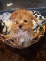 Pup boy 2, a male Yorkshire Terrier for sale in Omaha, TX – 5 of 7