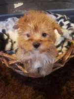 Pup boy 2, a male Yorkshire Terrier for sale in Omaha, TX – 6 of 7