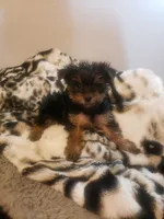 Puppy boy, a male Yorkshire Terrier for sale in Omaha, TX – 9 of 9