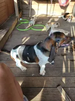 MAX AHC, a male Basset Hound for sale in Omaha, TX – Photo 2 of 3