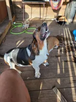 MAX AHC, a male Basset Hound for sale in Omaha, TX – Photo 3 of 3