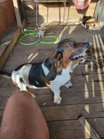 MAX AHC, a male Basset Hound for sale in Omaha, TX – Photo 1 of 3