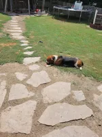 Lulu akc, a female Basset Hound for sale in Omaha, TX – Photo 2 of 3