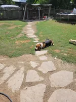 Lulu akc, a female Basset Hound for sale in Omaha, TX – Photo 3 of 3