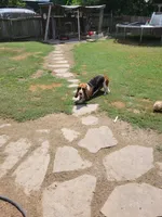 Lulu akc, a female Basset Hound for sale in Omaha, TX – Photo 1 of 3