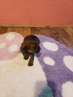 Girl2, a female Yorkshire Terrier for sale in Omaha, TX – Photo 5 of 8