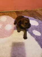 Girl2, a female Yorkshire Terrier for sale in Omaha, TX – Photo 1 of 8