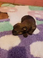 Girl2, a female Yorkshire Terrier for sale in Omaha, TX – Photo 6 of 8