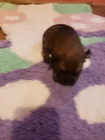 Girl2, a female Yorkshire Terrier for sale in Omaha, TX – Photo 3 of 8