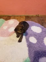 Girl2, a female Yorkshire Terrier for sale in Omaha, TX – Photo 7 of 8