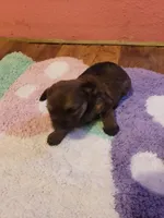 Girl2, a female Yorkshire Terrier for sale in Omaha, TX – Photo 4 of 8