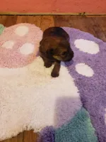 Girl2, a female Yorkshire Terrier for sale in Omaha, TX – Photo 8 of 8