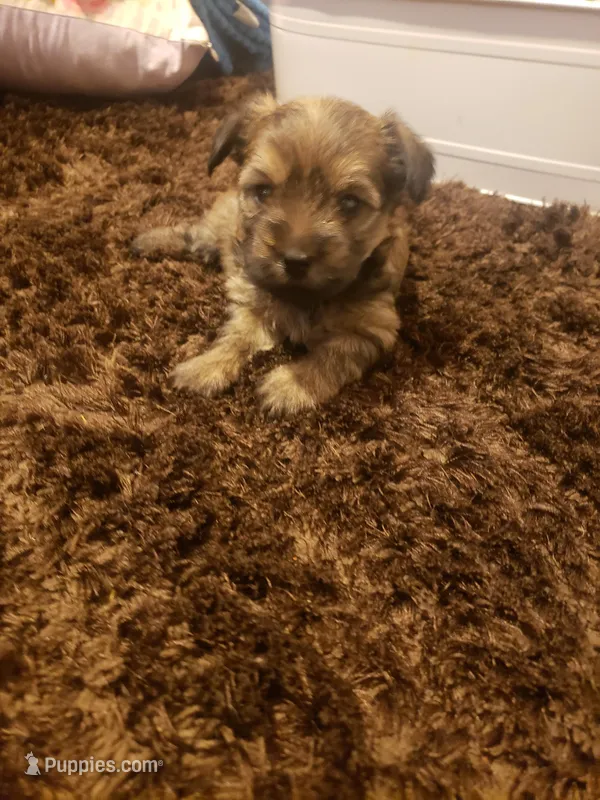 Girl2 – Yorkshire Terrier puppy for sale in Omaha, TX