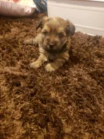 Girl2, a female Yorkshire Terrier for sale in Omaha, TX – 1 of 7