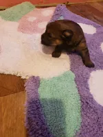 Girl2, a female Yorkshire Terrier for sale in Omaha, TX – Photo 2 of 8