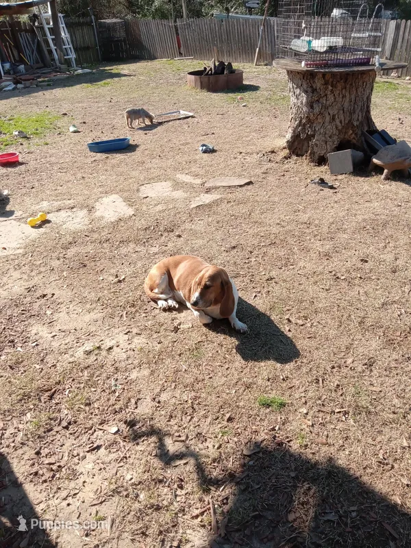 Molly, a female Basset Hound for sale in Omaha, TX – Photo 1 of 3