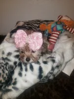 Pup girl, a female Yorkshire Terrier for sale in Omaha, TX – 5 of 9