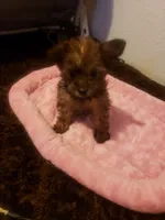 Girl2, a female Yorkshire Terrier for sale in Omaha, TX – 2 of 7