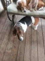 Max, a male Basset Hound for sale in Omaha, TX – 1 of 2