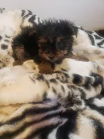 Puppy boy, a male Yorkshire Terrier for sale in Omaha, TX – 5 of 9