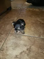 Boy 1, a male Yorkshire Terrier for sale in Omaha, TX – 3 of 8