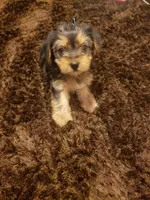 Girl by anna, a female Shorkie for sale in Omaha, TX – Photo 5 of 5