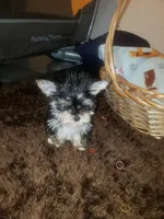 Little bitty boy, a male Yorkshire Terrier for sale in Omaha, TX – 2 of 9
