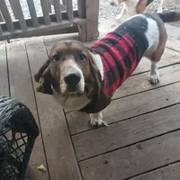 Akc. Max, a male Basset Hound for sale in Omaha, TX – Photo 2 of 3